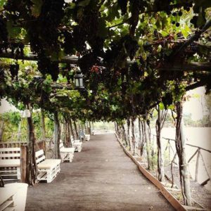 la vendemmia per bambini sul vesuvio